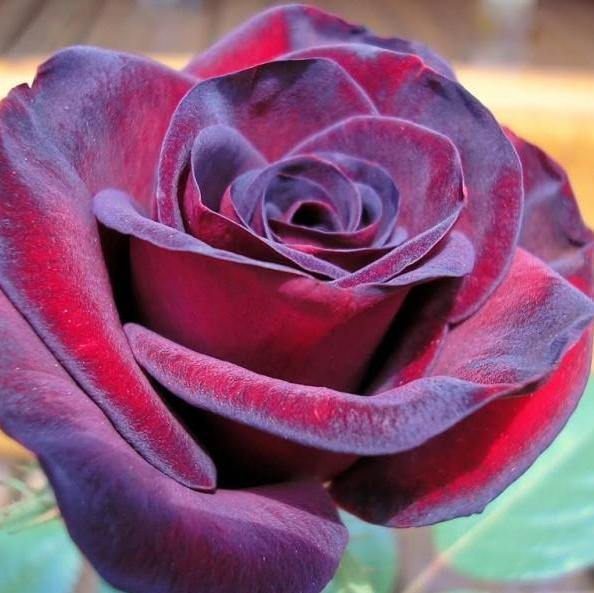 Trandafiri Butasi Teahibrizi - Black Madonna - 1 buc