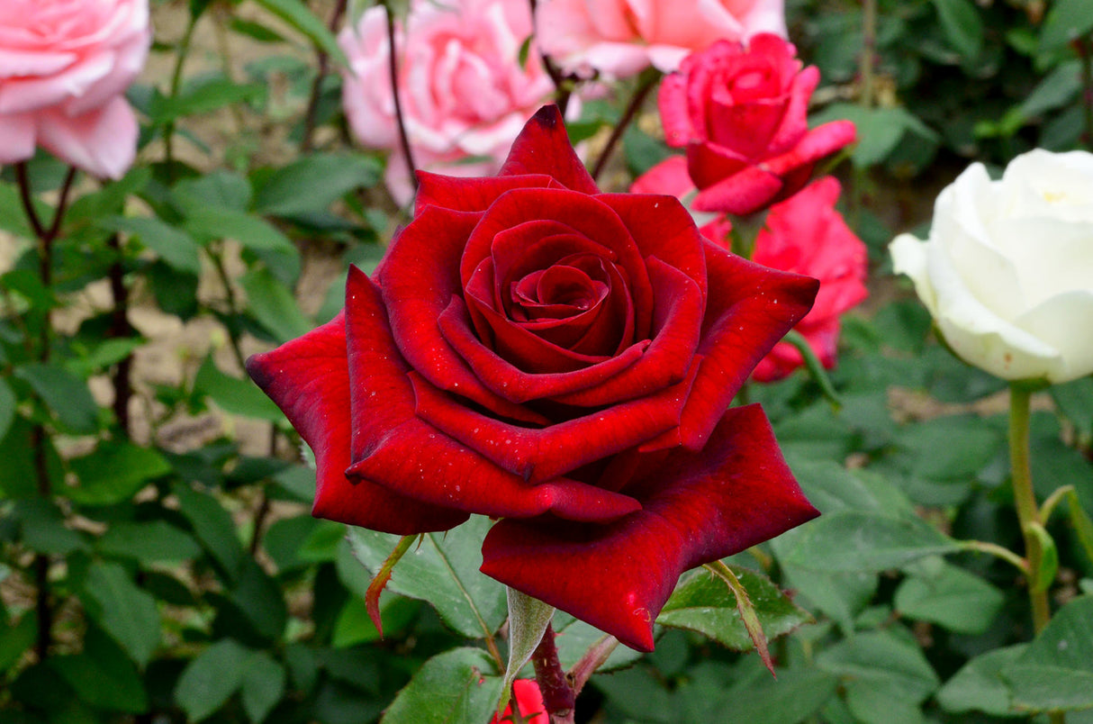 Trandafiri Butasi Teahibrizi - Black Magic - 1 buc