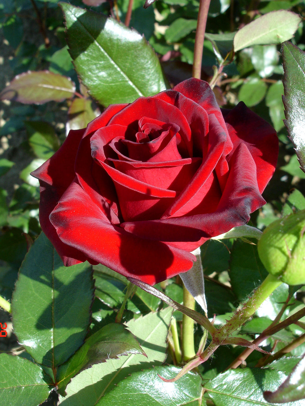 Trandafiri Butasi Teahibrizi - Black Magic - 1 buc