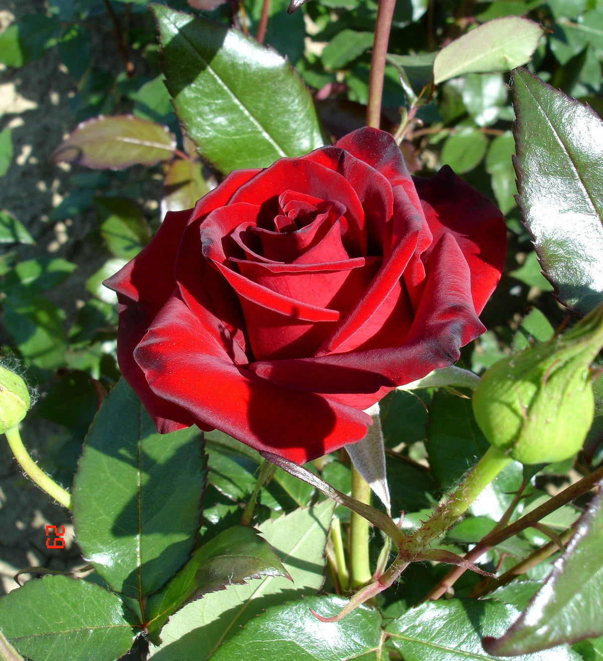 Trandafiri Butasi Teahibrizi - Black Magic - 1 buc