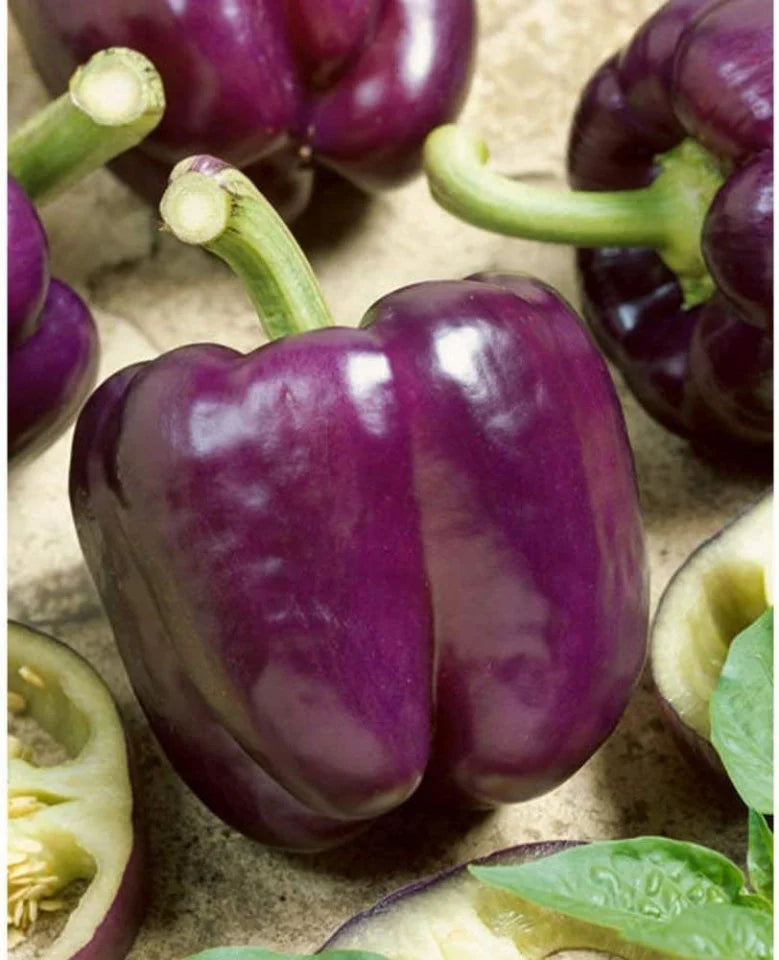 Seminte de Ardei Gras Violet Hibrid "Blocky F1", 0.15 gr