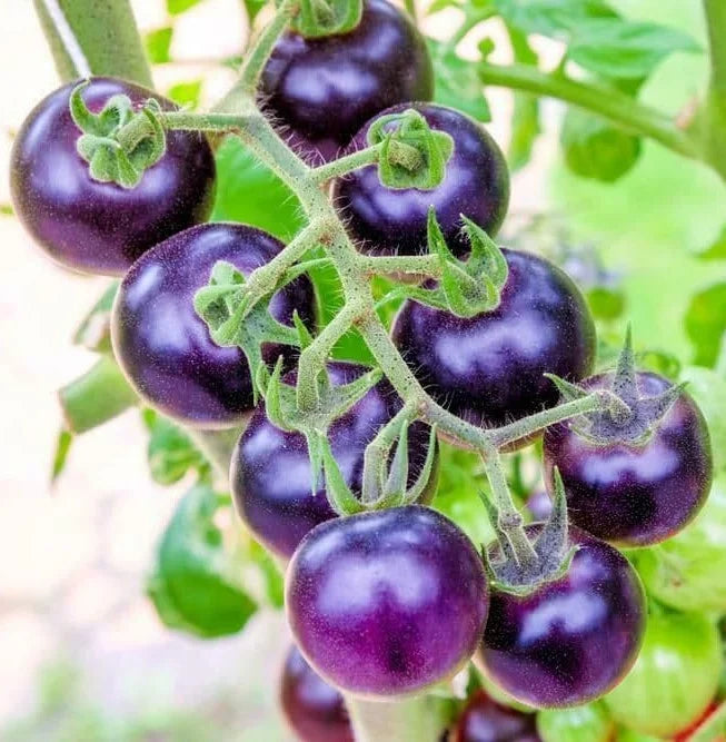 Seminte de Rosii Hibrid "Blue Cherry", 0.1 gr