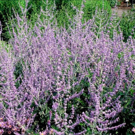 Parovskia "Blue Spire", la Ghiveci (Salvie Ruseasca)