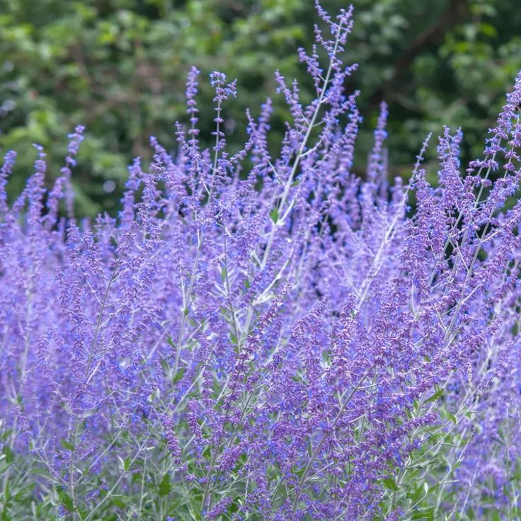 Perovskia "Blue Spire" (Salvie Ruseasca)