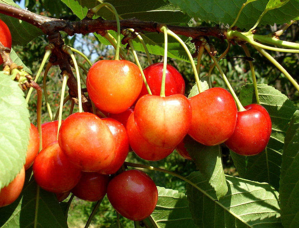 Pomi Fructiferi - Cires Boambe de Cotnari - Anul 2 - 1 buc