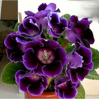 Gloxinia Bulbi - Prins Albert - 1 buc