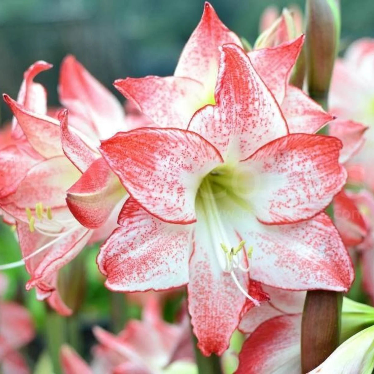 bulbi amaryllis
