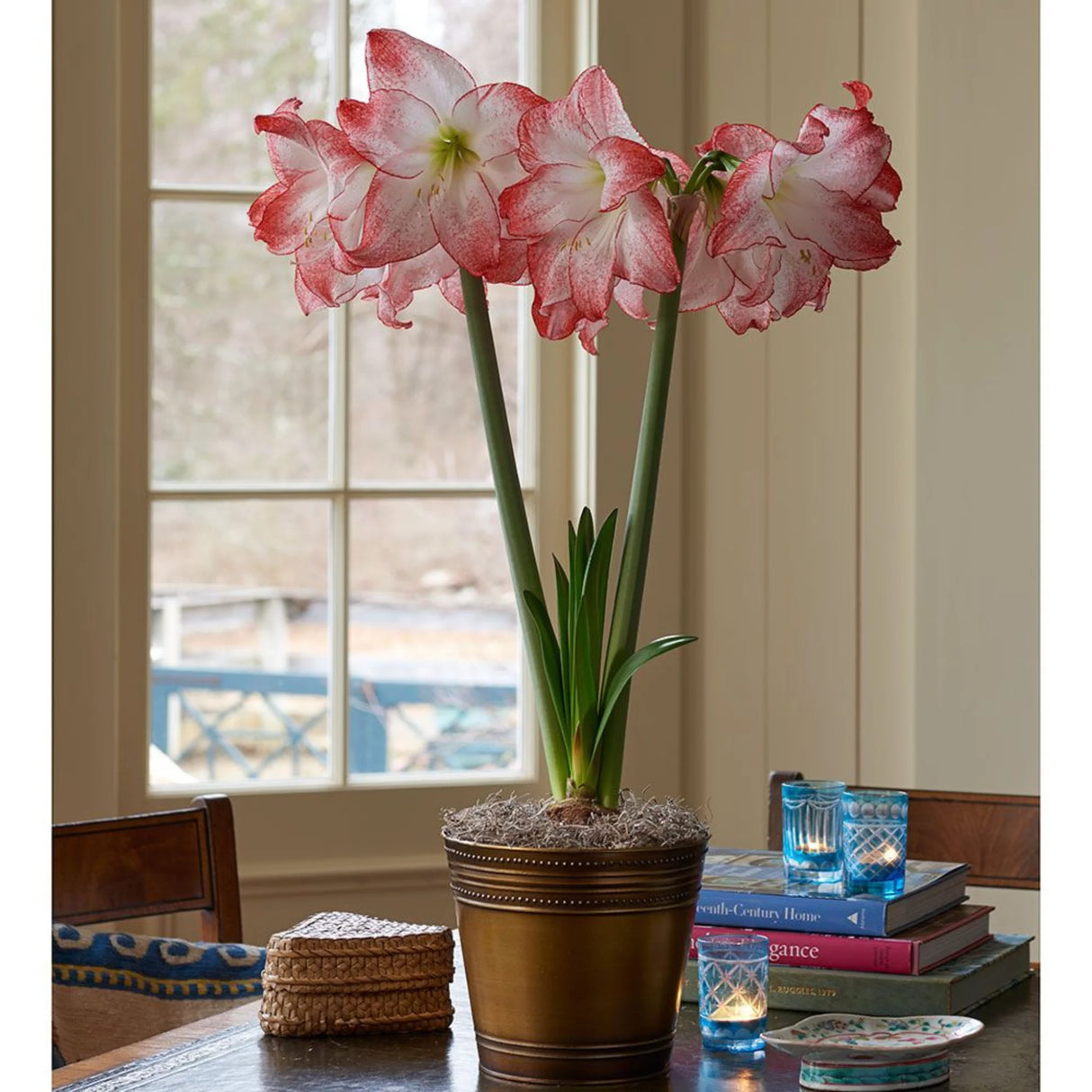 bulbi amaryllis