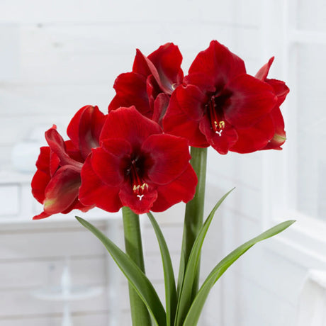 bulbi amaryllis