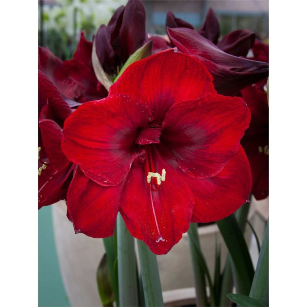bulbi amaryllis