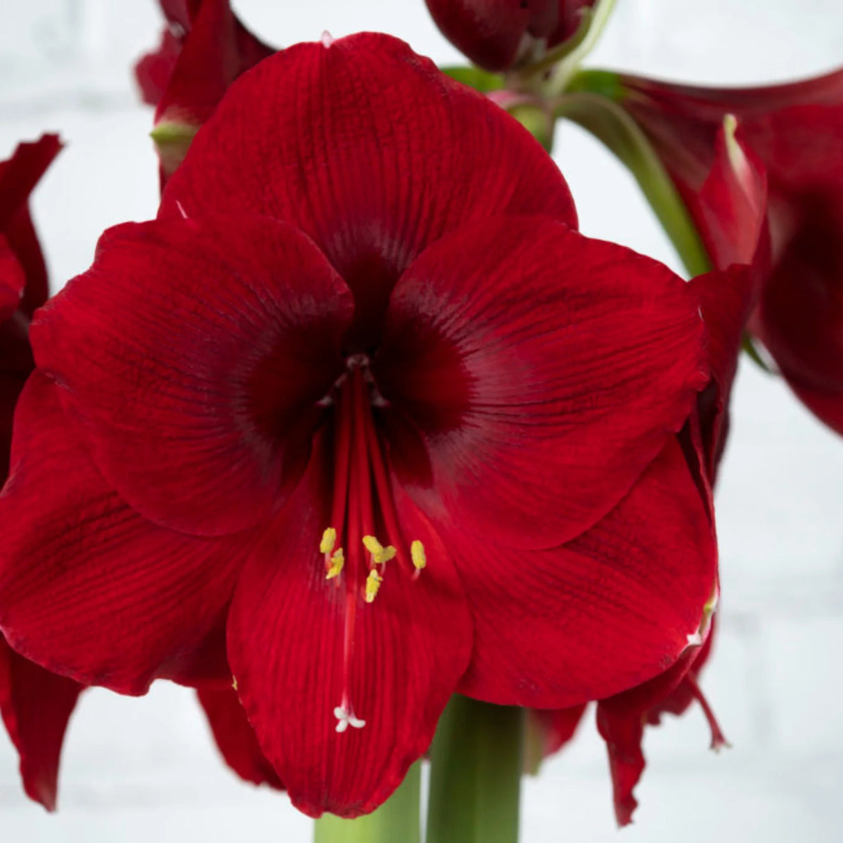 bulbi amaryllis
