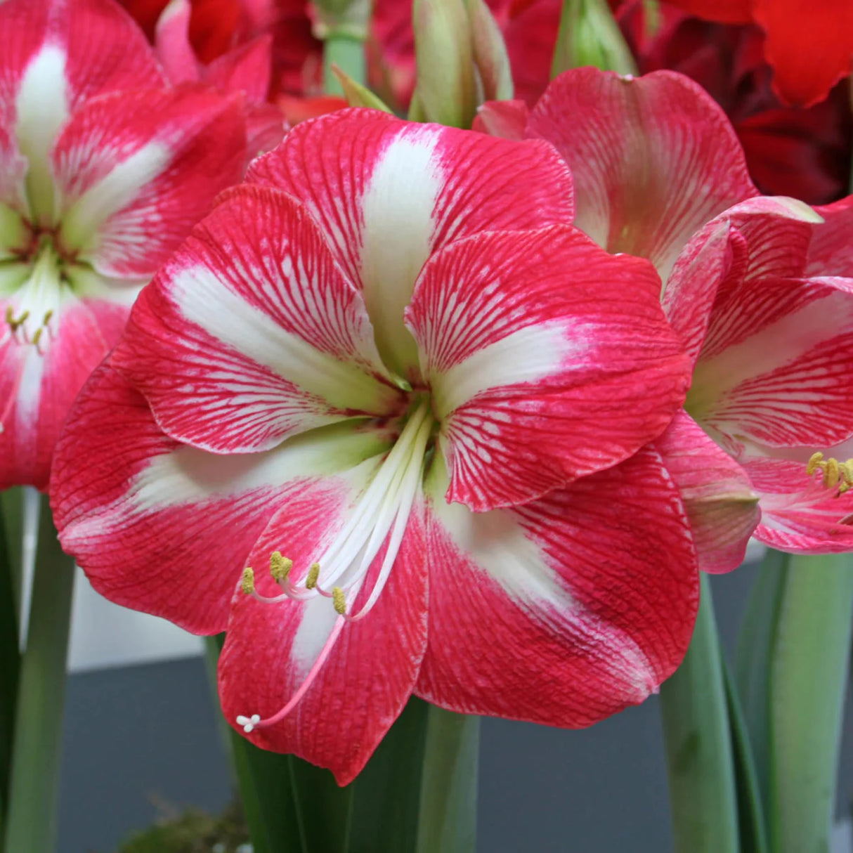bulbi amaryllis