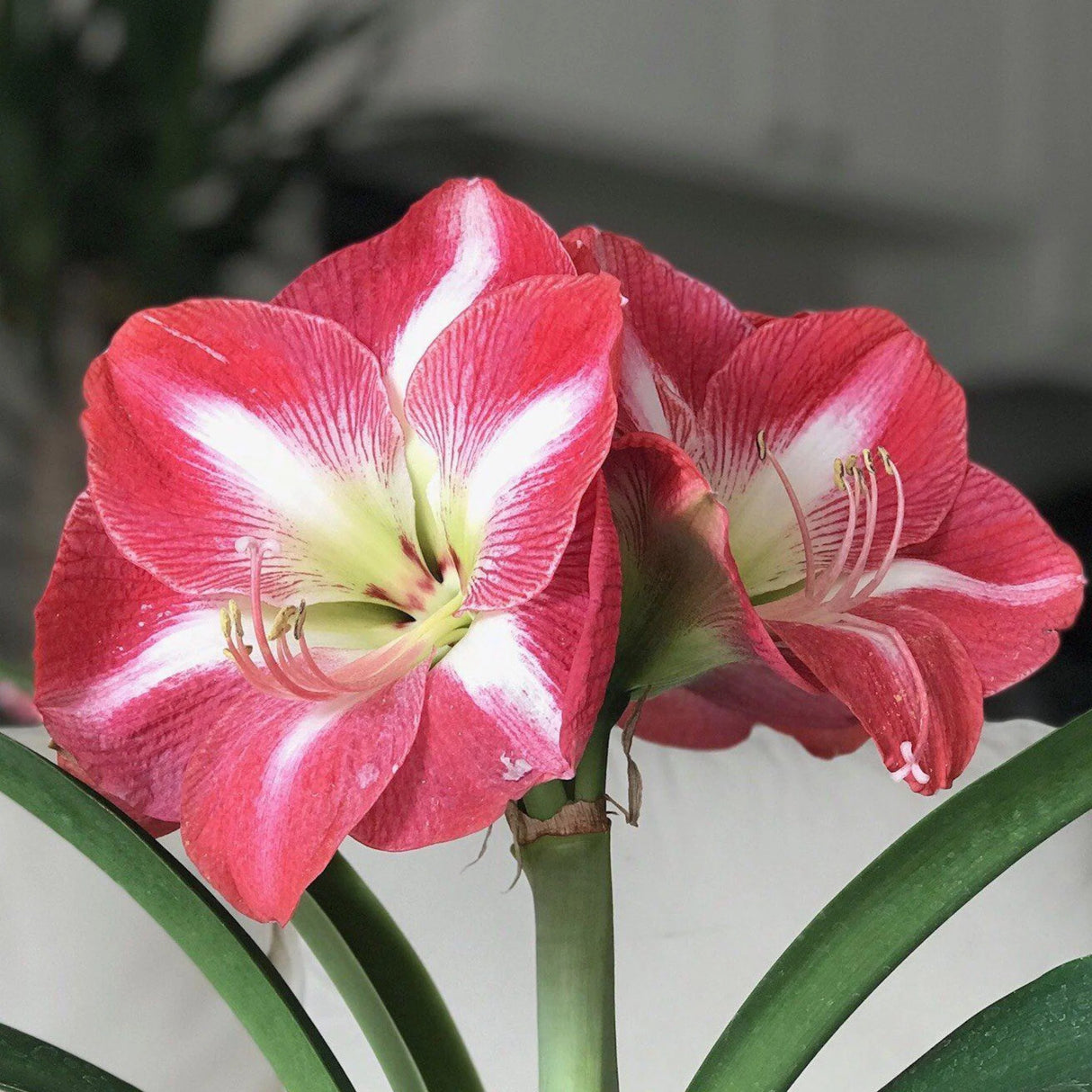 bulbi amaryllis