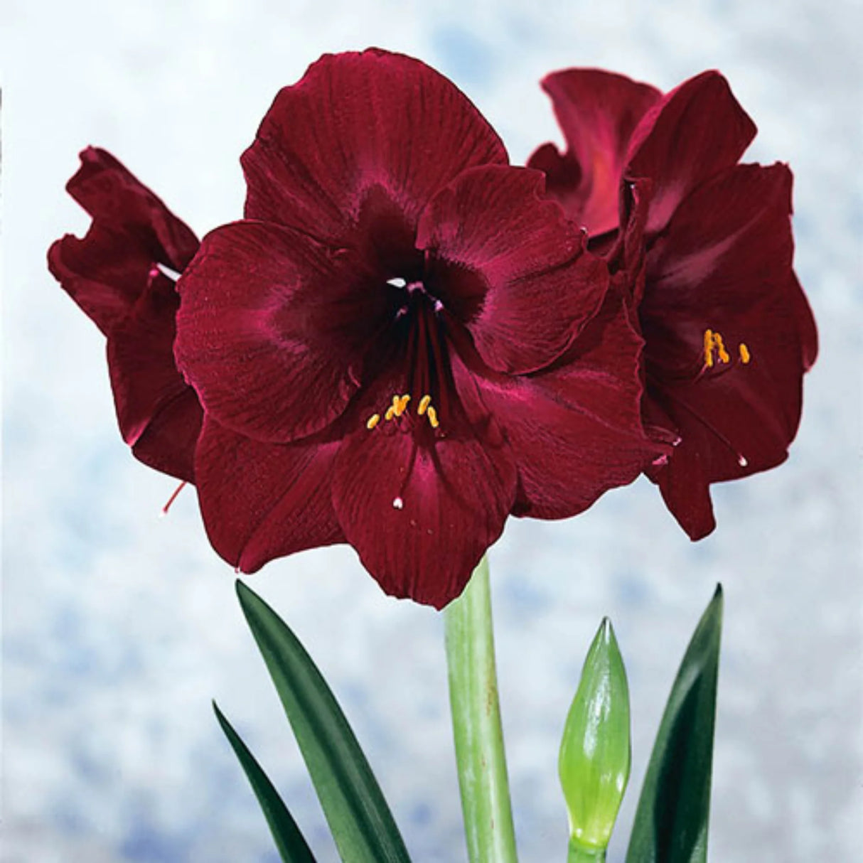bulbi amaryllis