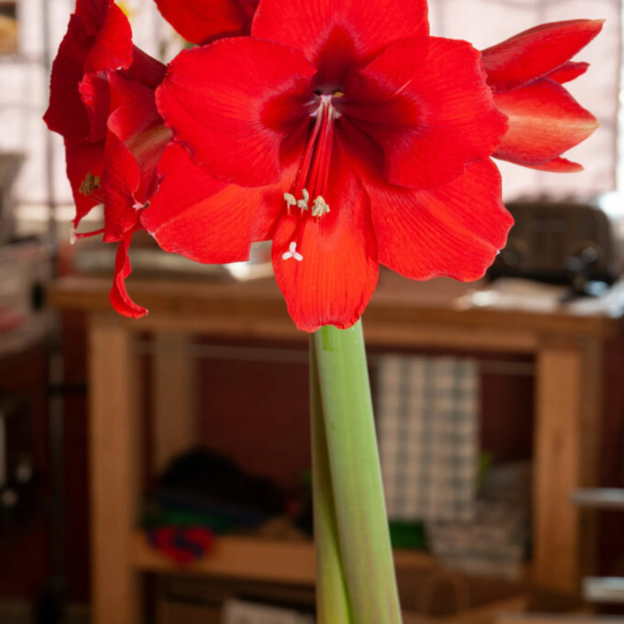 bulbi amaryllis