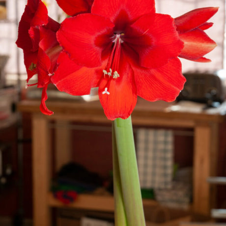 bulbi amaryllis