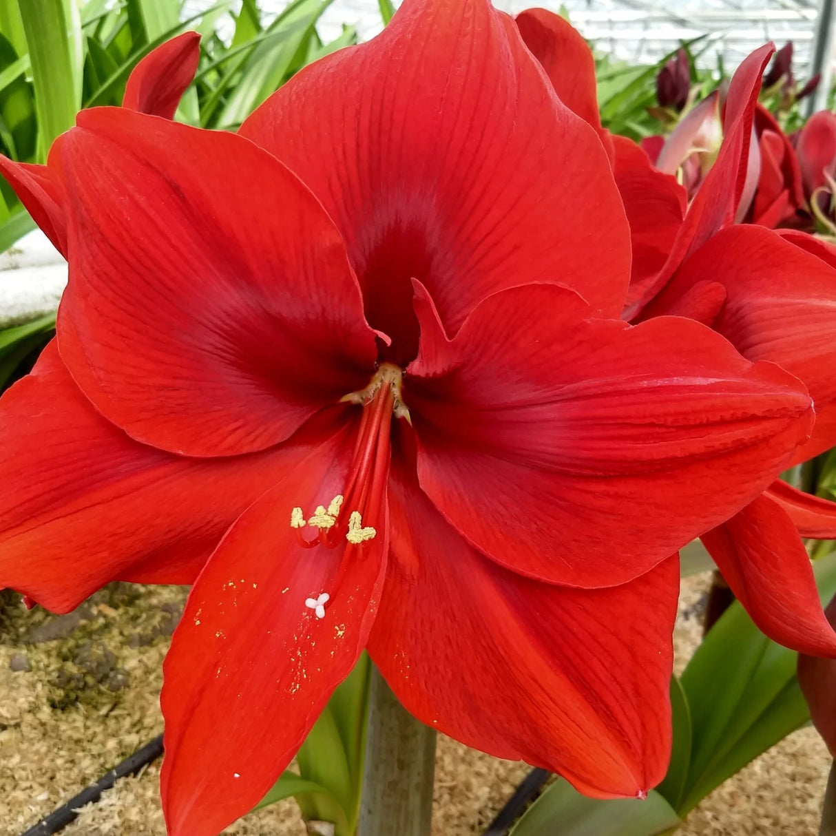 bulbi amaryllis