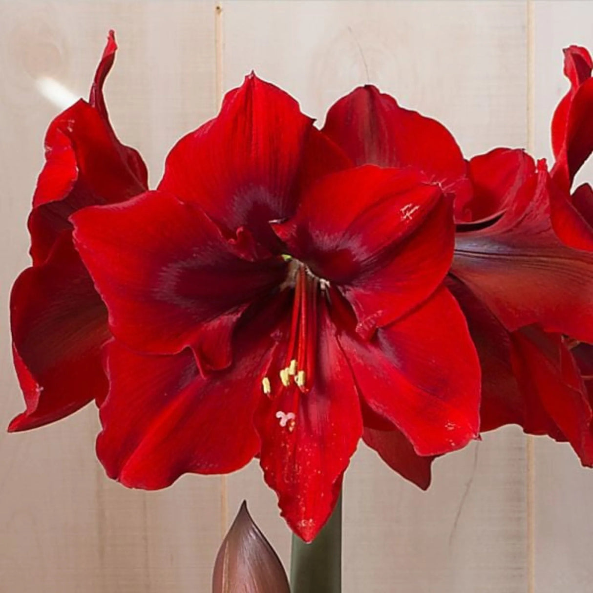 bulbi amaryllis