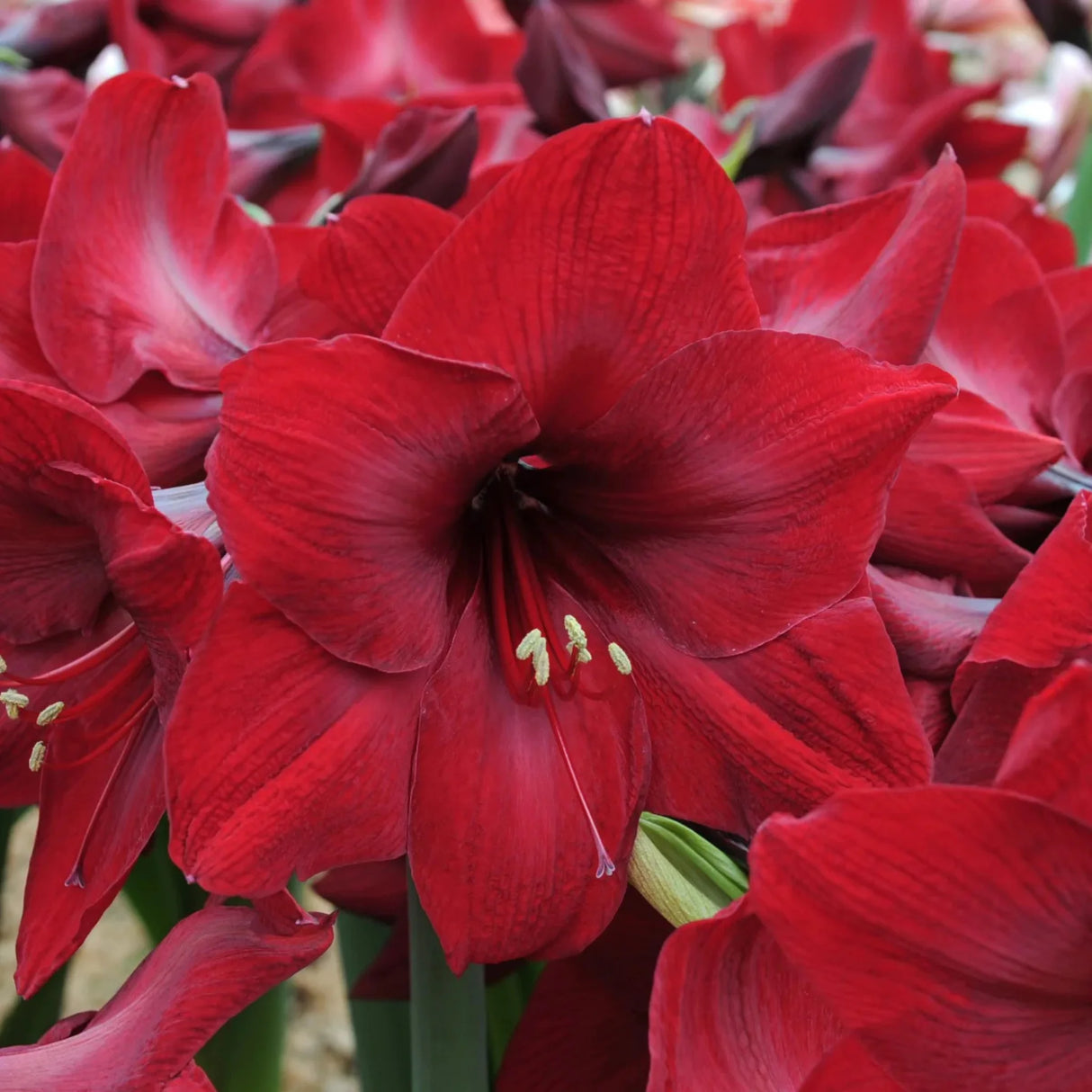 bulbi amaryllis