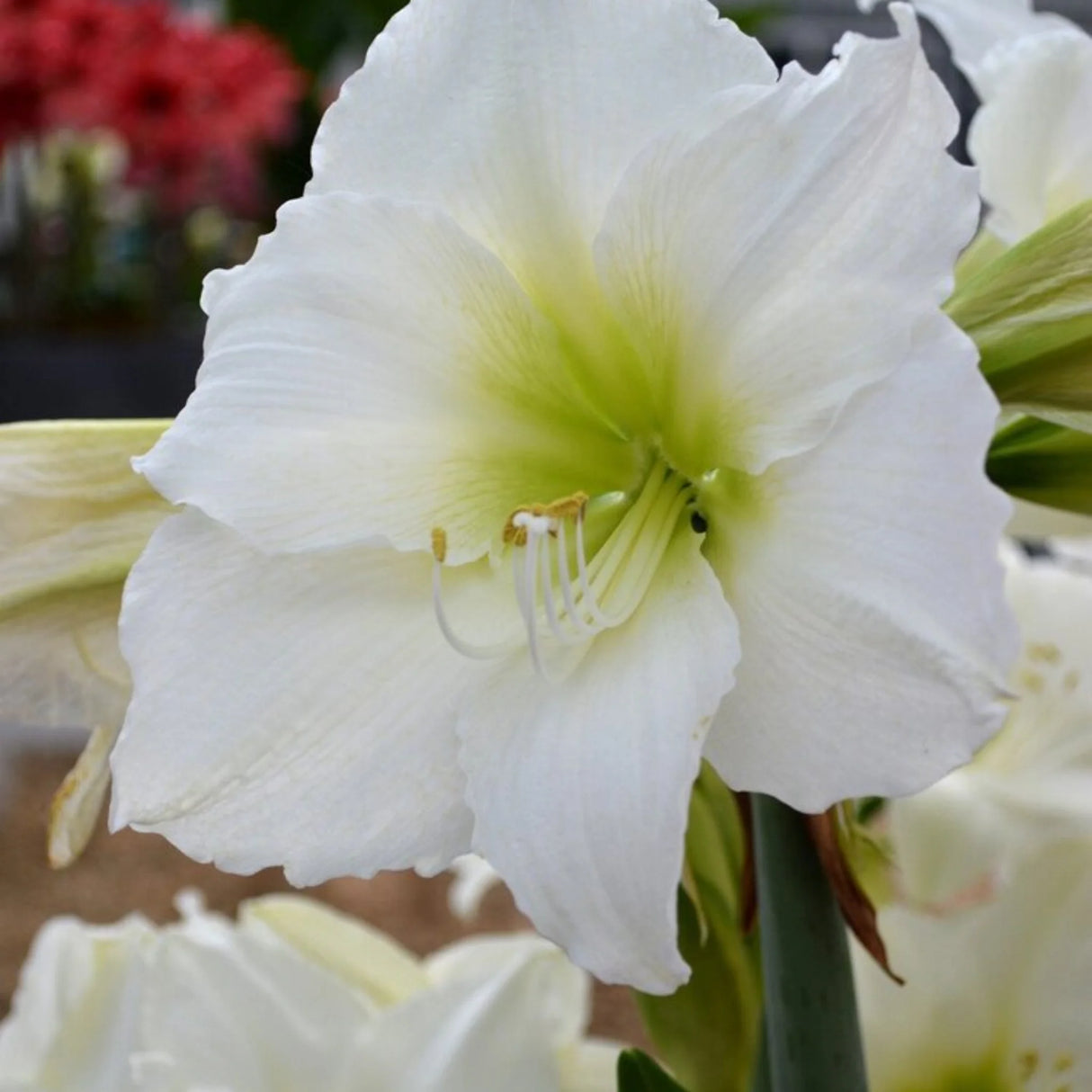 bulbi amaryllis