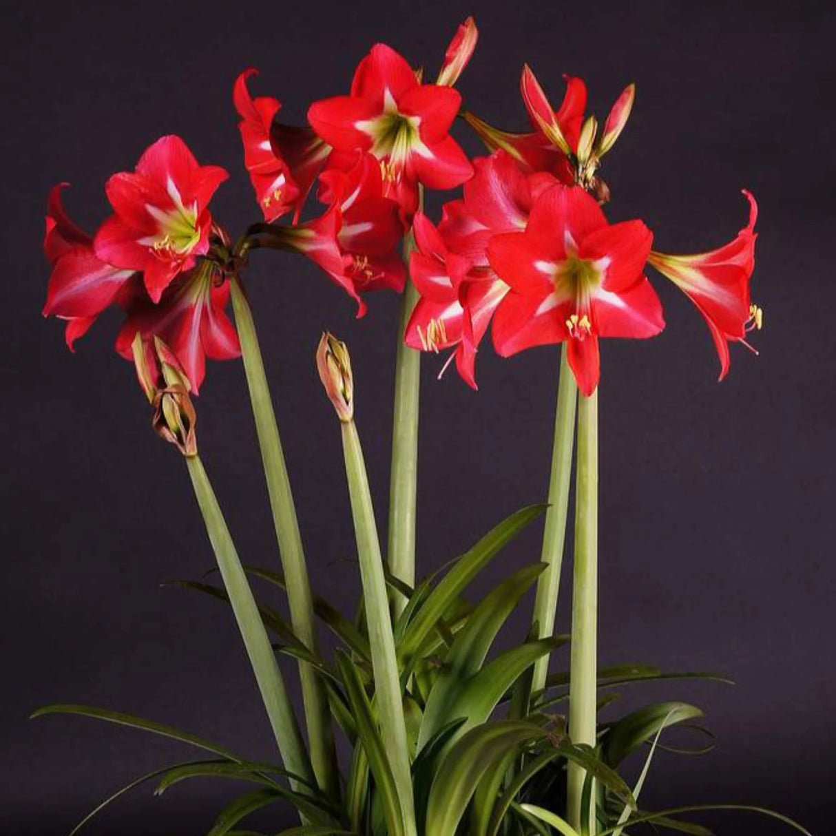 bulbi amaryllis