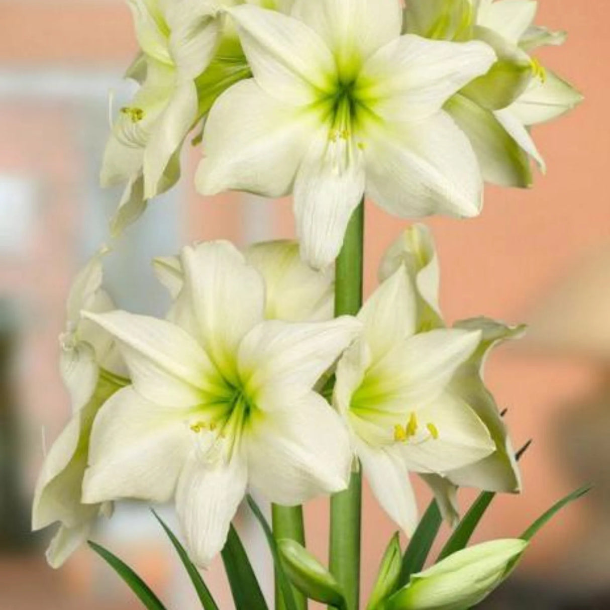 bulbi amaryllis