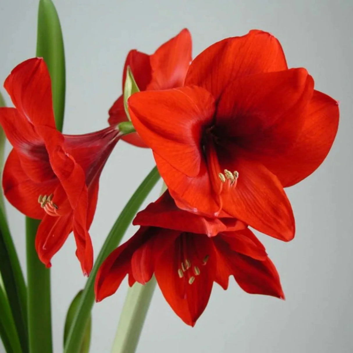 bulbi amaryllis