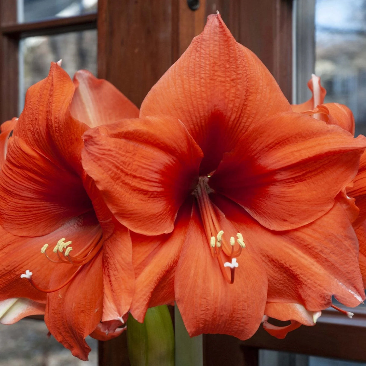 bulbi amaryllis
