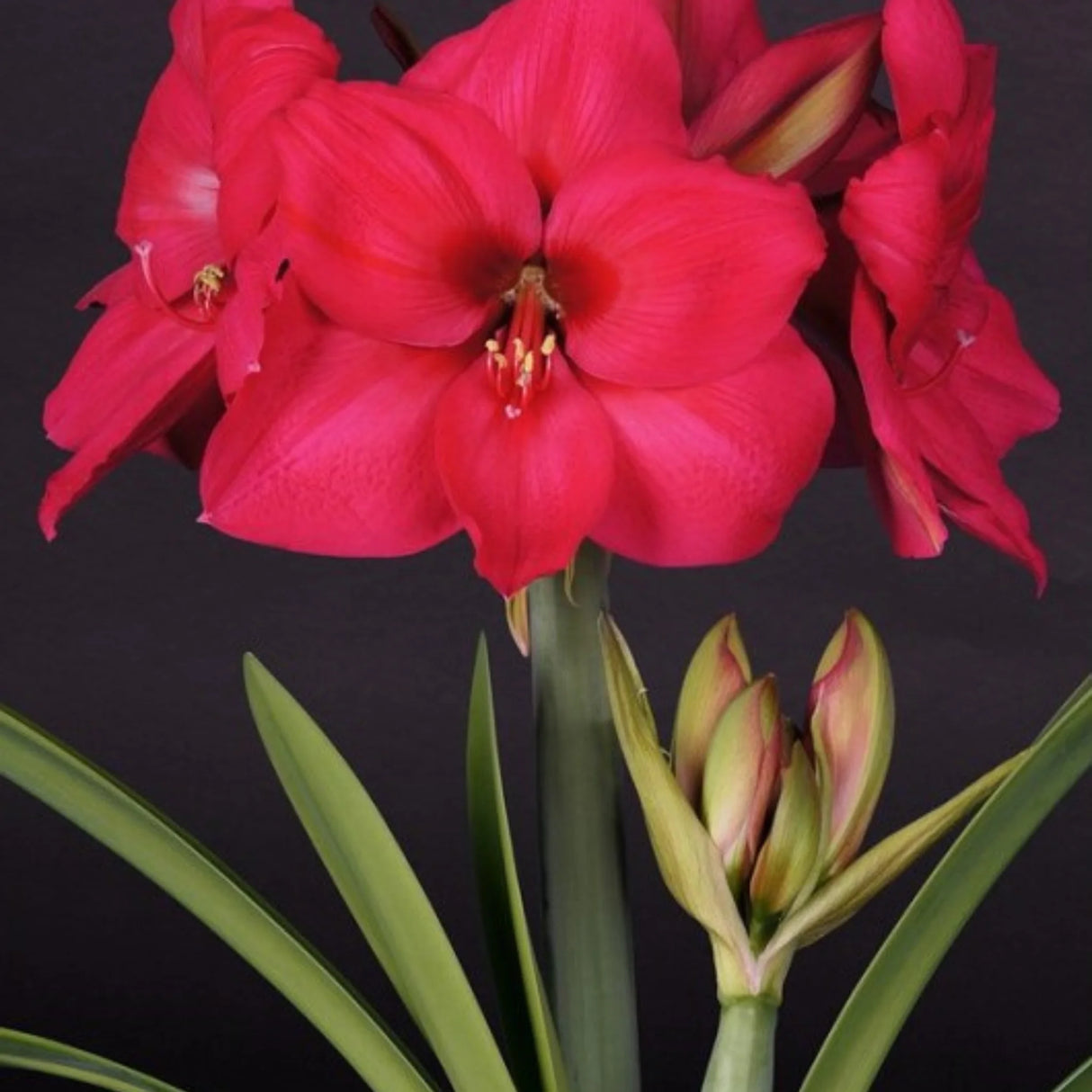 bulbi amaryllis