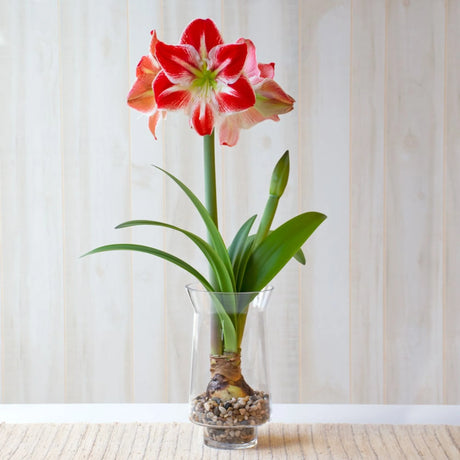 bulbi amaryllis