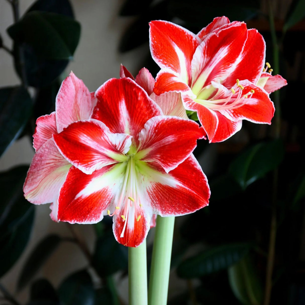 bulbi amaryllis