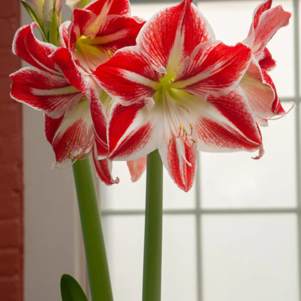 bulbi amaryllis