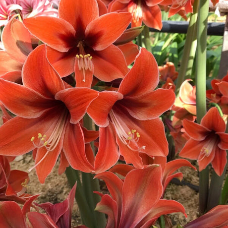 bulbi amaryllis