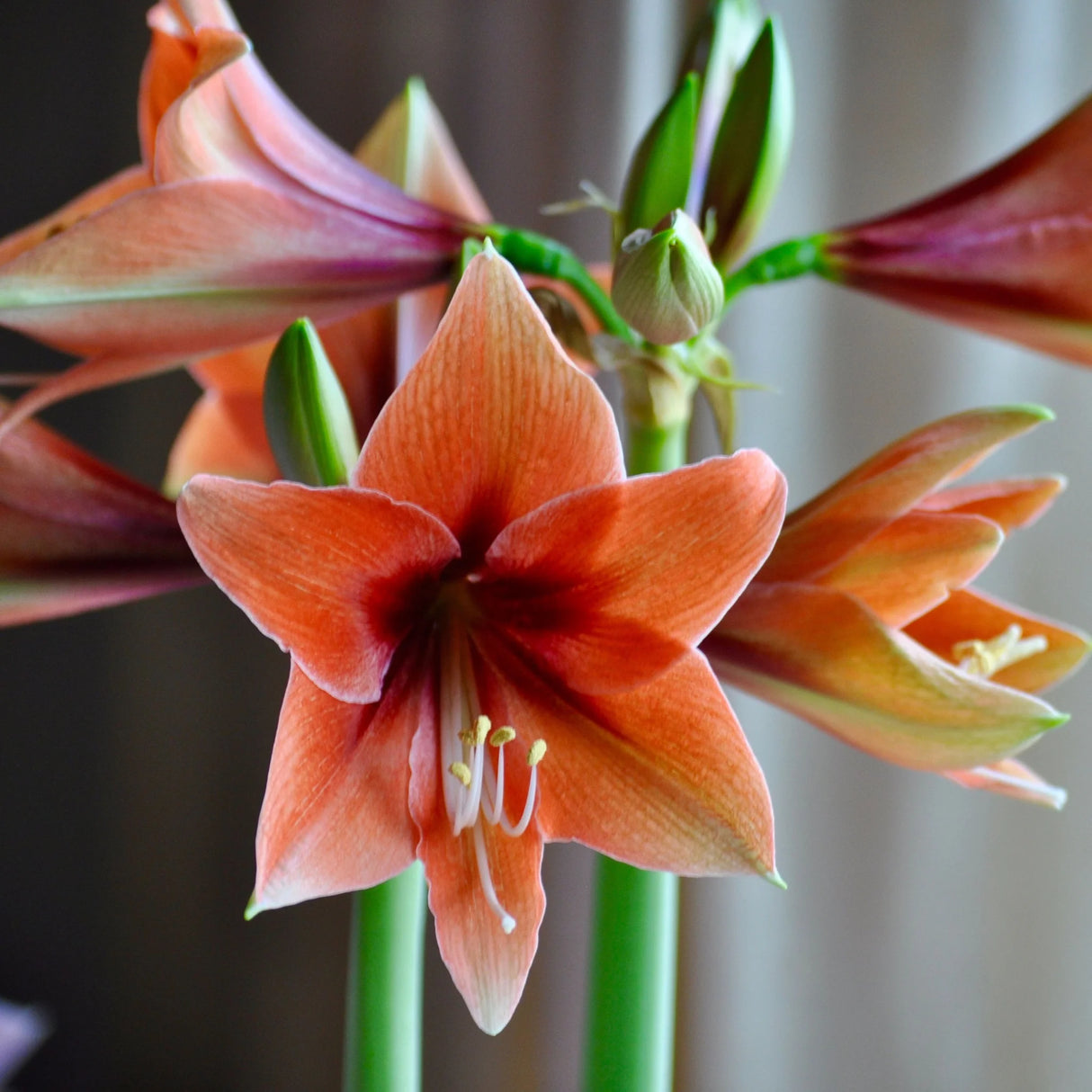 bulbi amaryllis