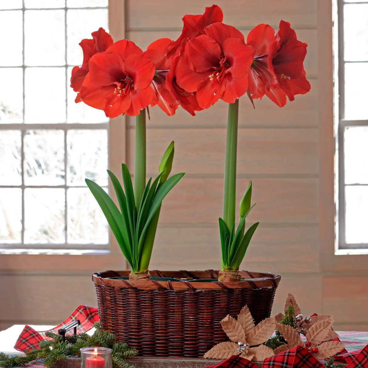 bulbi amaryllis