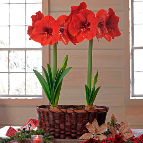 bulbi amaryllis