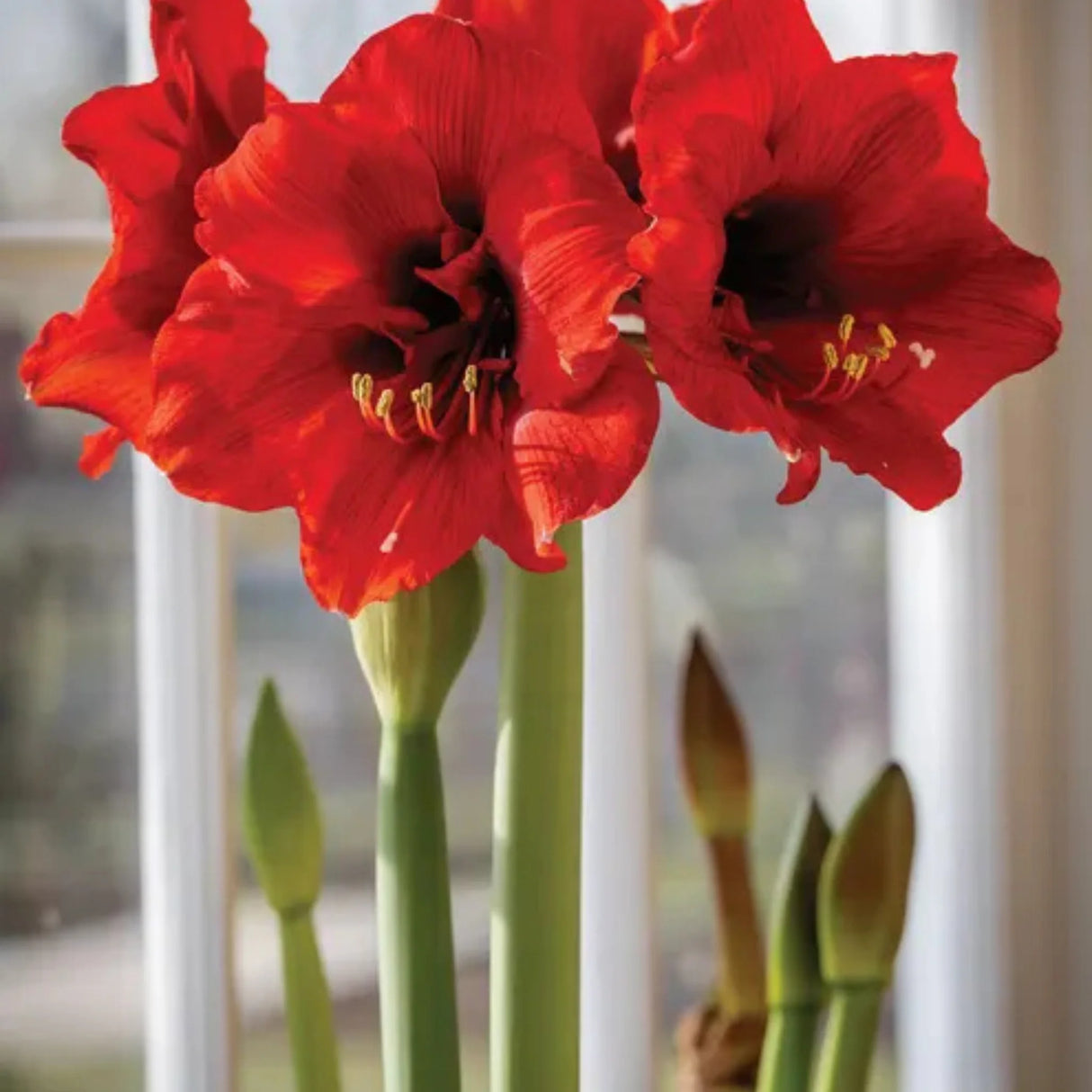 bulbi amaryllis