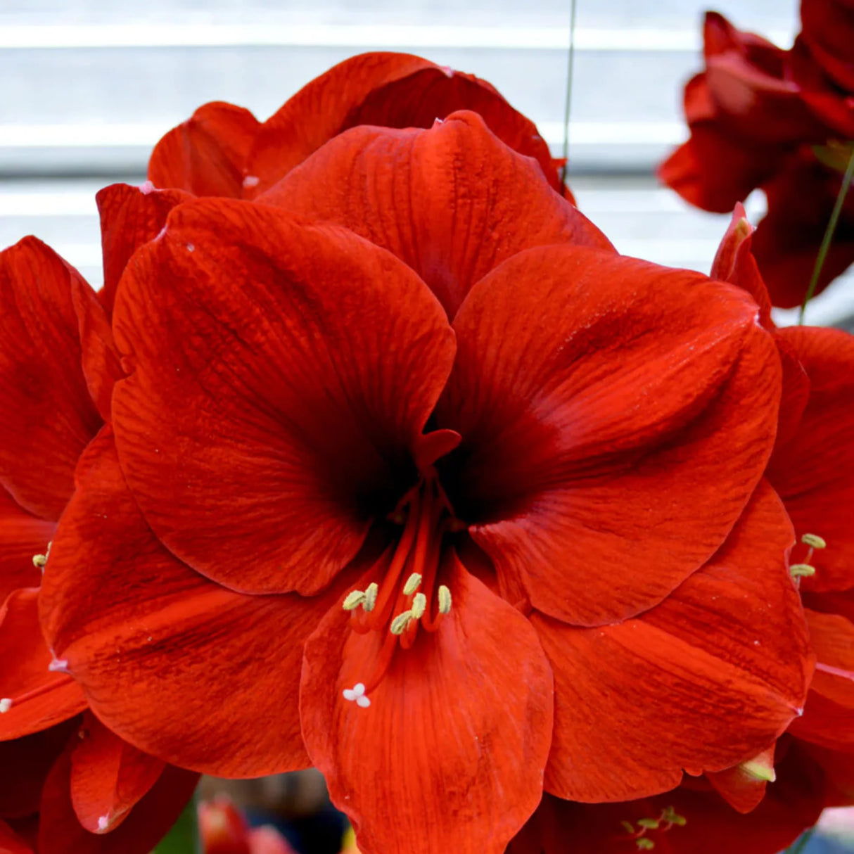 bulbi amaryllis