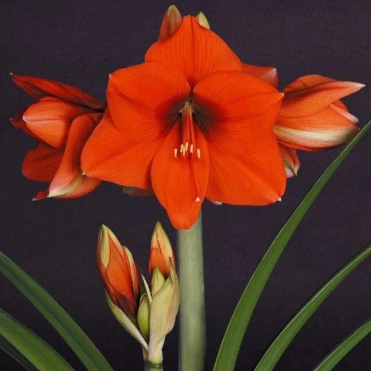 bulbi amaryllis