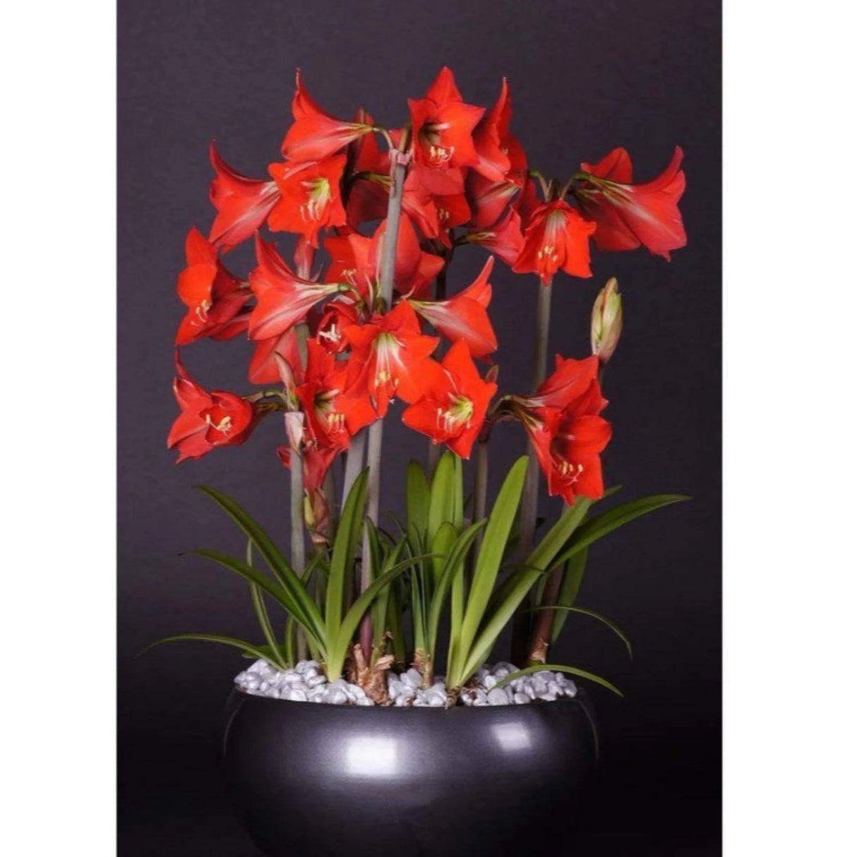 bulbi amaryllis