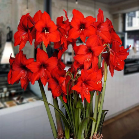 bulbi amaryllis