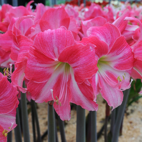 bulbi amaryllis