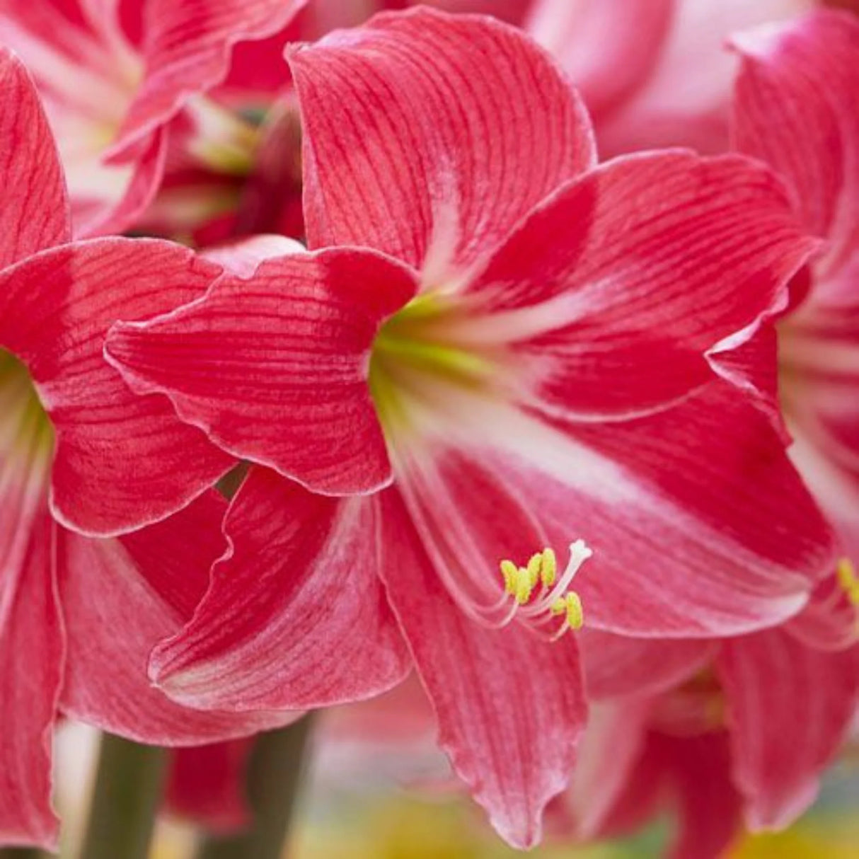 bulbi amaryllis