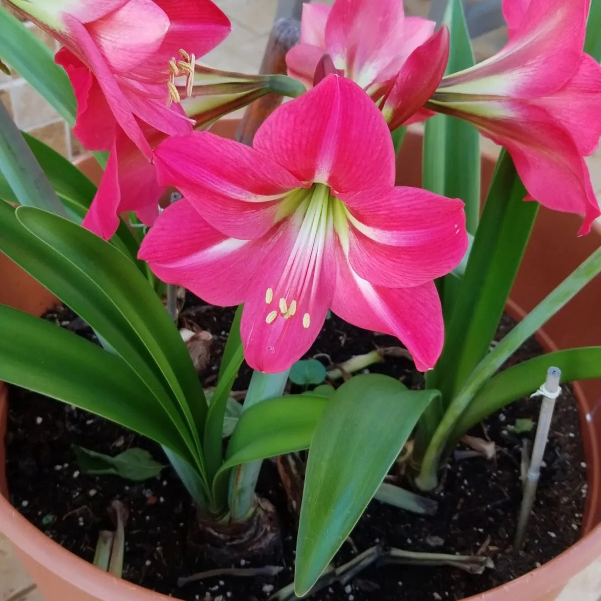 bulbi amaryllis