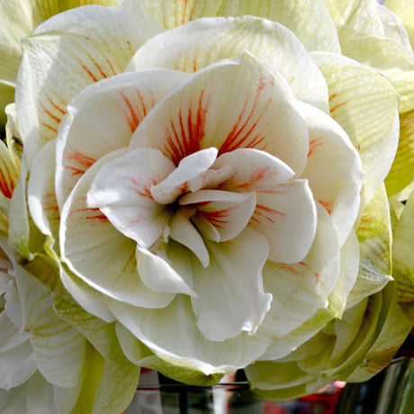bulbi amaryllis