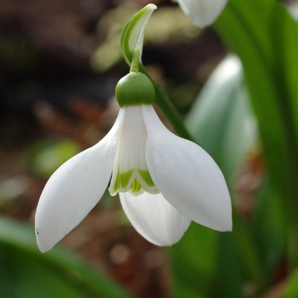 bulbi ghiocei galanthus