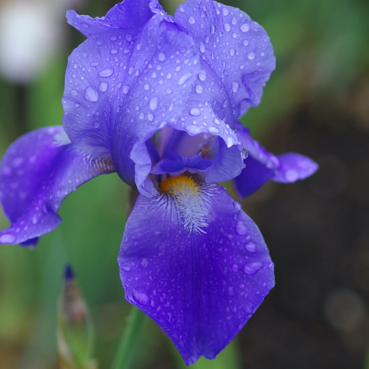 bulbi iris germanica120