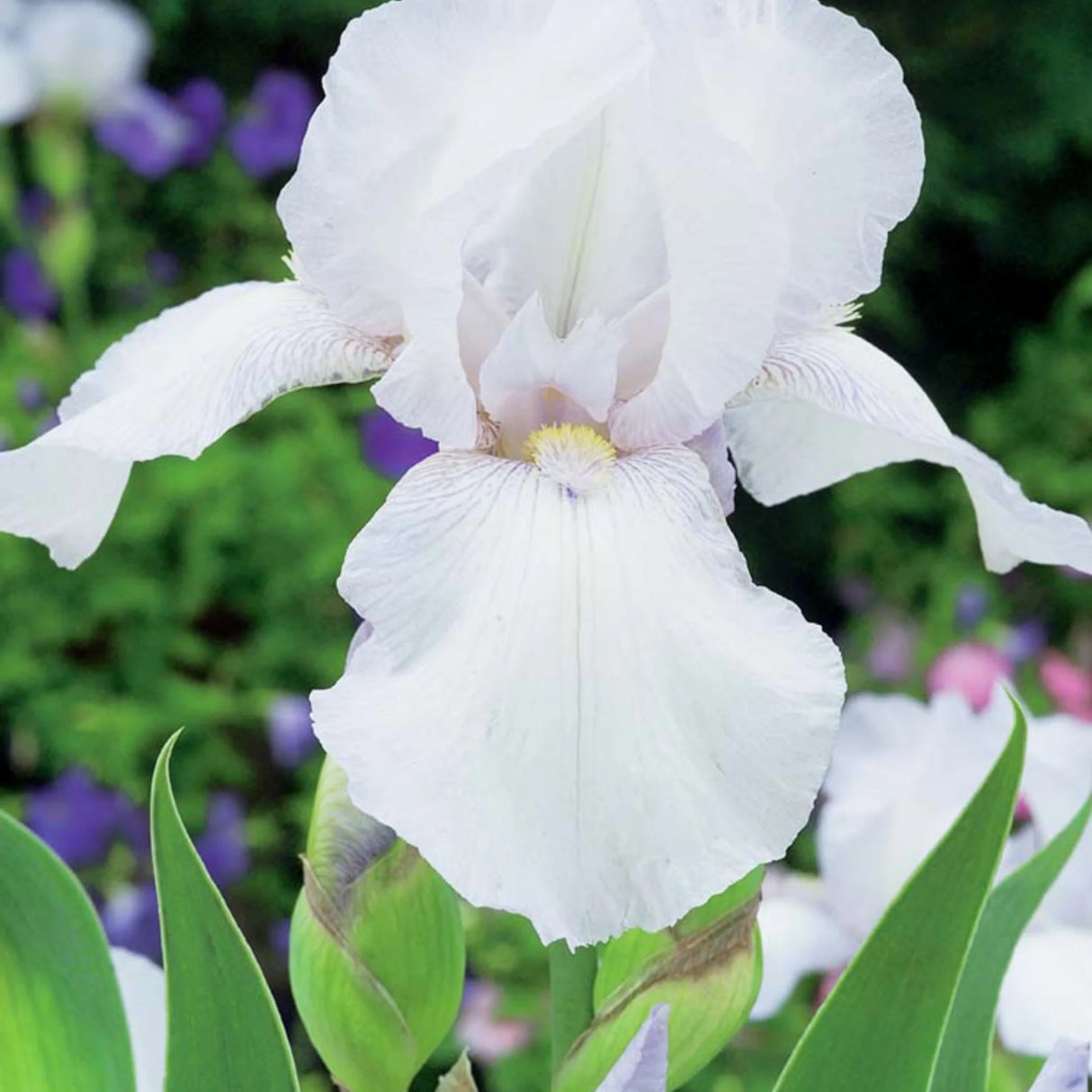 bulbi iris germanica128