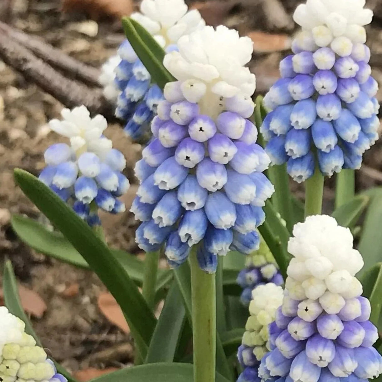 bulbi muscari 01