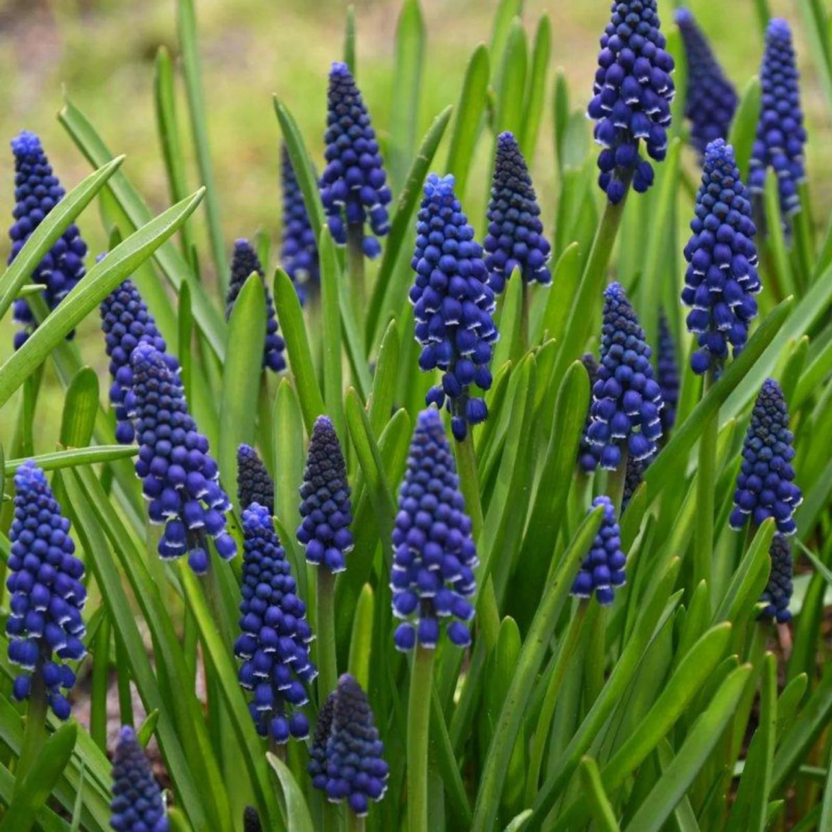 bulbi muscari 03